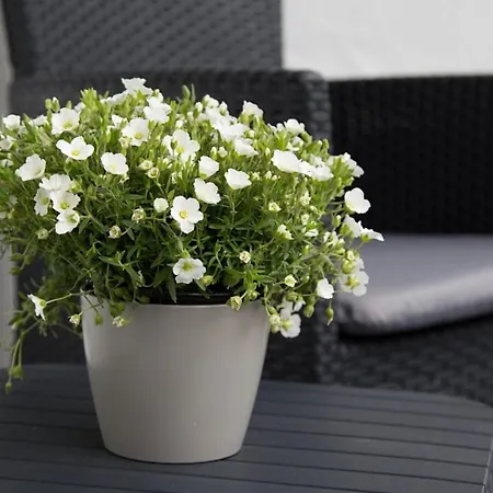 דירה Wildgruen Mini 8a